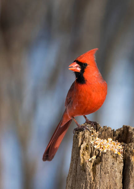 northern cardinal northern cardinal male in winter northern cardinal photos stock pictures, royalty-free photos & images