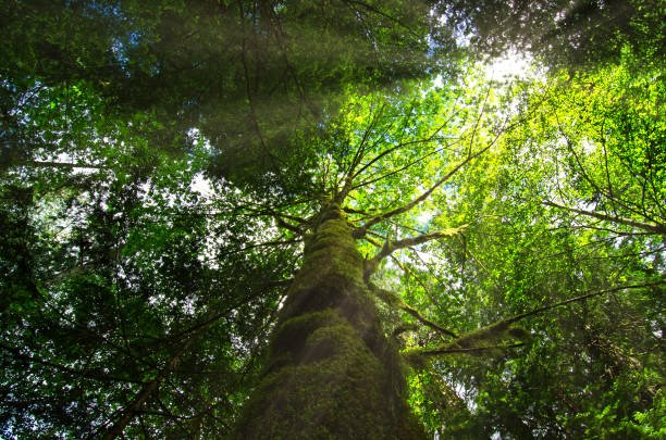 istock MacMillan Provincial Park - Cathedral Grove 937048150
