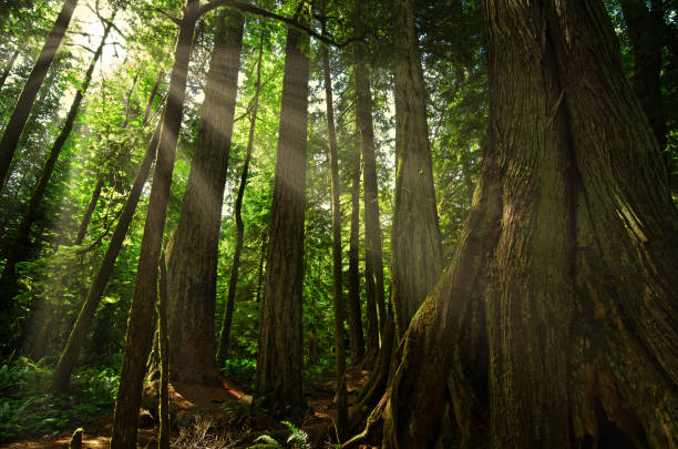 park prowincjalny macmillan - gaj katedralny - british columbia rainforest forest canada zdjęcia i obrazy z banku zdjęć