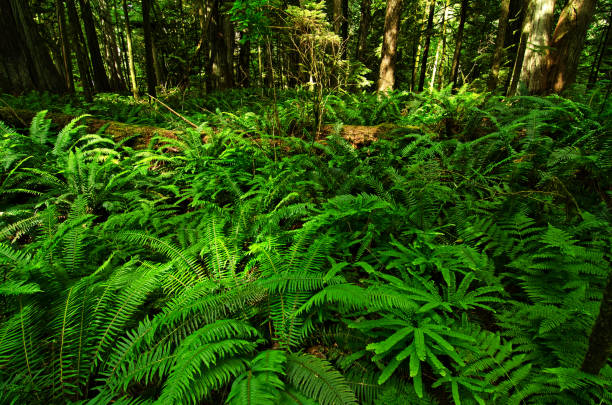 istock MacMillan Provincial Park - Cathedral Grove 937048254