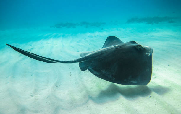 istock Southern Stingray in Nicaragua 937052038