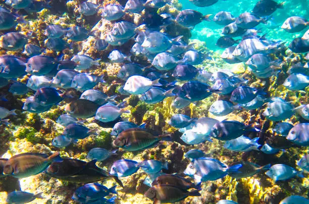 A school of doctorfish (Acanthurus chirurgus) swim along the coral reef in the Carribean, Little Corn Island, Nicaragua.