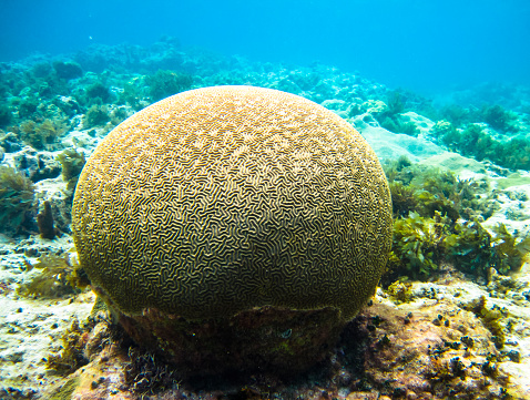 A large piece of brain coral (family Mussidae or Merulinidae) in the Caribbean Sea. Corn Islands, Nicaragua.