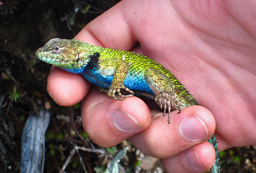 An emerald swift (aka green spiny lizard, Sceloporus malachiticus) being held. Chirripo National Park, Costa Rica.