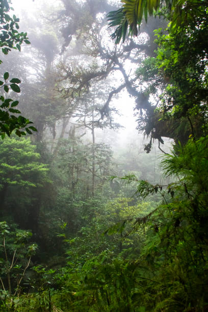istock Monteverde Cloud Forest Scenery in Costa Rica 937053260