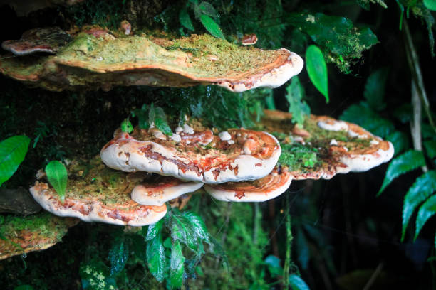 A group of devil's tooth fungi (Hydnellum peckii) growing in Monteverde, Costa RIca.