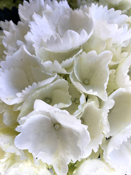 istock White Hydrangea flowers close up.Hydrangea macrophylla.Hortensia flower as a floral background 937056986