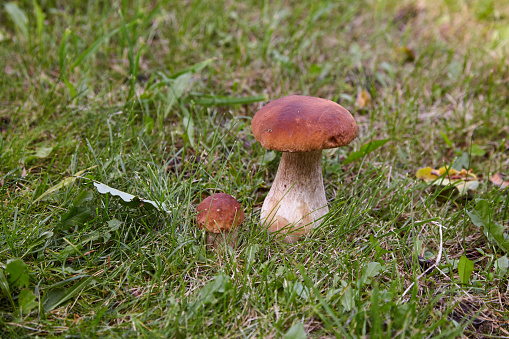 Close-up of big and small edible mushrooms growing in the meadow