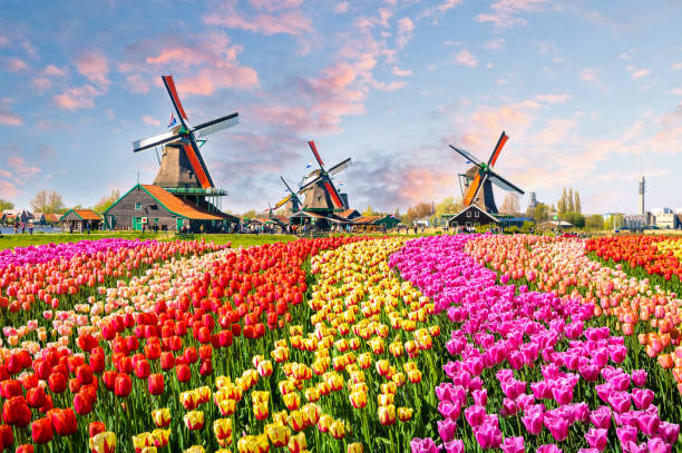 traditionelle holländische windmühlen und häuser in der nähe des kanals in zaanstad dorf, zaanse schans, niederlande, europa - tulpe fotos stock-fotos und bilder
