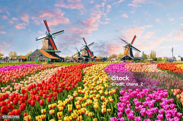 Traditional Dutch Windmills And Houses Near The Canal In Zaanstad Village Zaanse Schans Netherlands Europe Stock Photo - Download Image Now