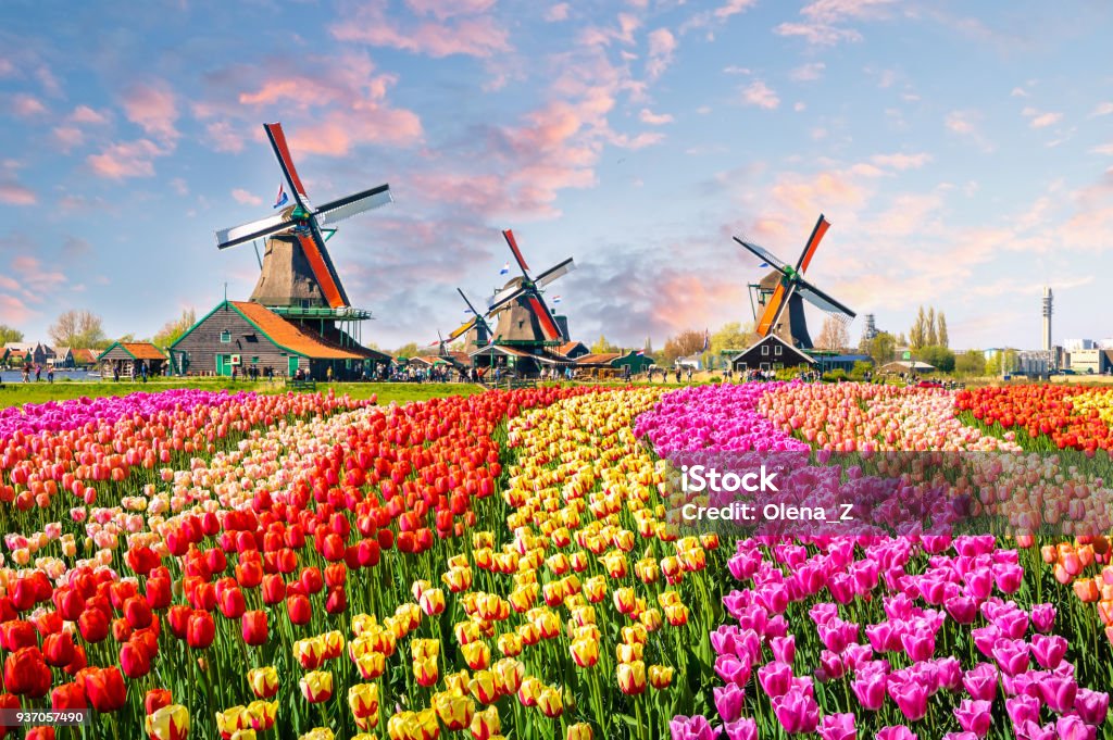Geleneksel Hollanda yel değirmenleri ve evleri kanal Zaanstad Köyü, Zaanse Schans'a, Hollanda, Avrupa'nın yakın: - Royalty-free Hollanda Stok görsel
