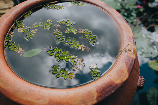 close-up view of green leaves in water in pot and pond in Hue, Vietnam