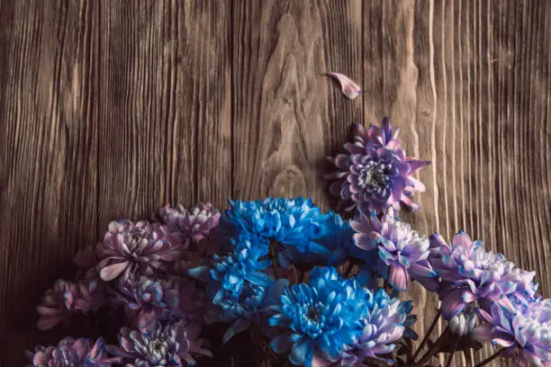 Photo of Violet, blue and pink chrysanthemum. A bouquet of chrysanthemums on wooden background with copy space. Chrysanthemum Flower Close up.