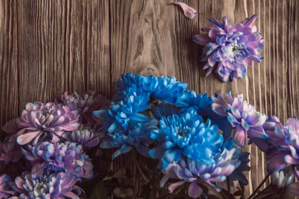 Photo of Violet, blue and pink chrysanthemum. A bouquet of chrysanthemums on wooden background with copy space. Chrysanthemum Flower Close up.