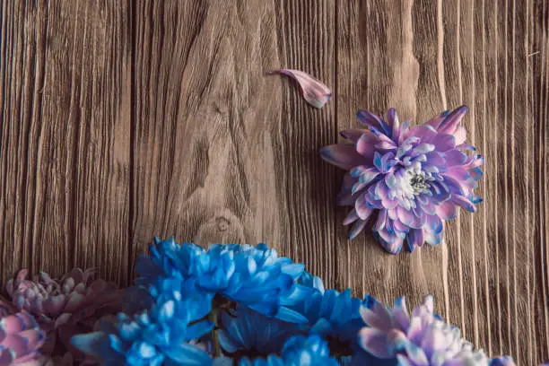 Photo of Violet, blue and pink chrysanthemum. A bouquet of chrysanthemums on wooden background with copy space. Chrysanthemum Flower Close up.