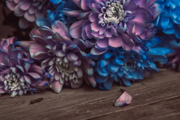 Photo of Violet, blue and pink chrysanthemum. A bouquet of chrysanthemums. Chrysanthemum Flower Close up.