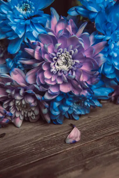 Photo of Violet, blue and pink chrysanthemum. A bouquet of chrysanthemums. Chrysanthemum Flower Close up.