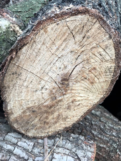 istock Background, texture of a cut of a big tree 937060216