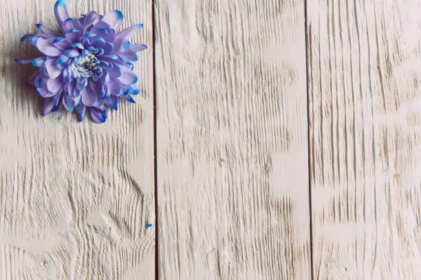 Photo of Violet, blue and pink chrysanthemum. A bouquet of chrysanthemums on wooden background with copy space. Chrysanthemum Flower Close up.