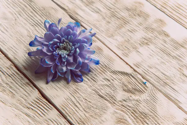 Photo of Violet, blue and pink chrysanthemum. A bouquet of chrysanthemums on wooden background with copy space. Chrysanthemum Flower Close up.
