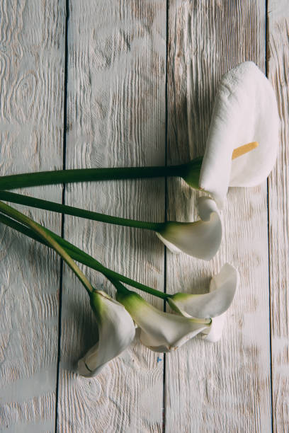 istock Mockup. White calla Flowers on a white wooden background. Flat lay, spring and summer background with copy space 937060430