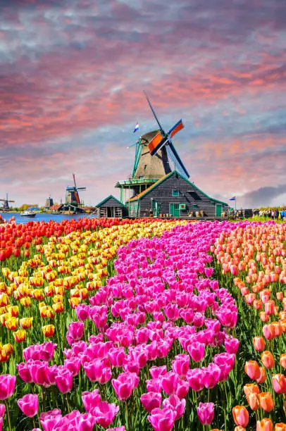 Photo of Traditional dutch windmills and houses near the canal in Zaanstad village, Zaanse Schans, Netherlands, Europe