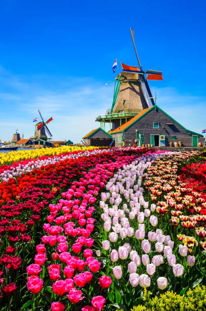 Traditional dutch windmills and houses near the canal in Zaanstad village, Zaanse Schans, Netherlands, Europe Traditional dutch windmills and houses near the canal in Zaanstad village, Zaanse Schans, Netherlands, Europe keukenhof gardens stock pictures, royalty-free photos & images