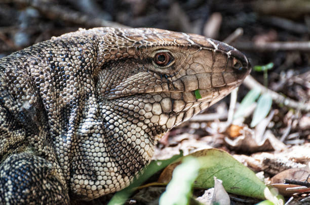istock tegu black and white argentine, Salvator merianae 937060736