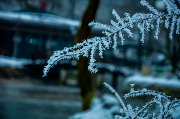 istock Branch full of snow 937061170