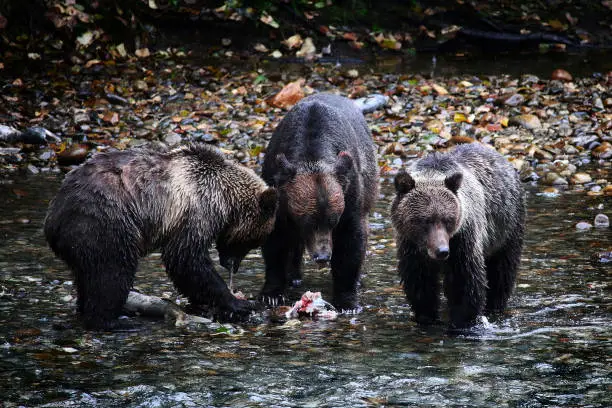 Photo of Grizzly Bear mother with 2 cubs, feeding on salmon