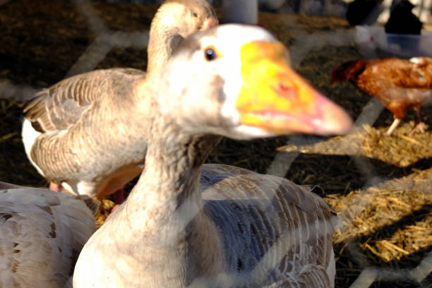 istock Goose at organic farm 937063756