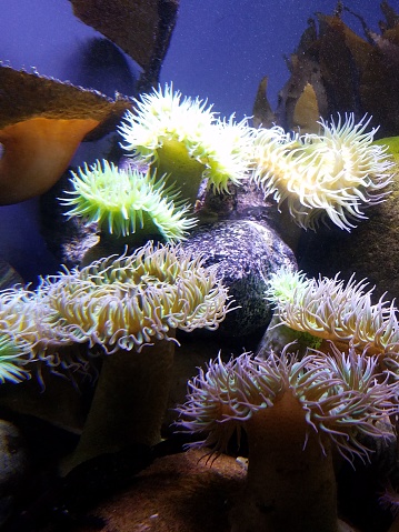 Aquarium of the Americas, New Orleans, LA