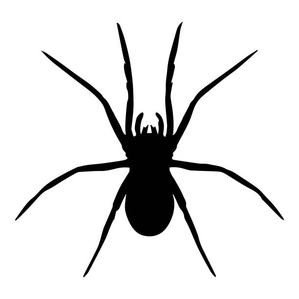 illustrazioni stock, clip art, cartoni animati e icone di tendenza di vettore ragno isolato - ragno