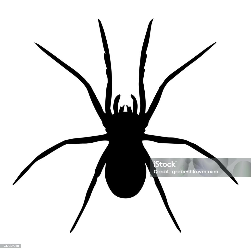 Spider vector isolated Spider stock vector