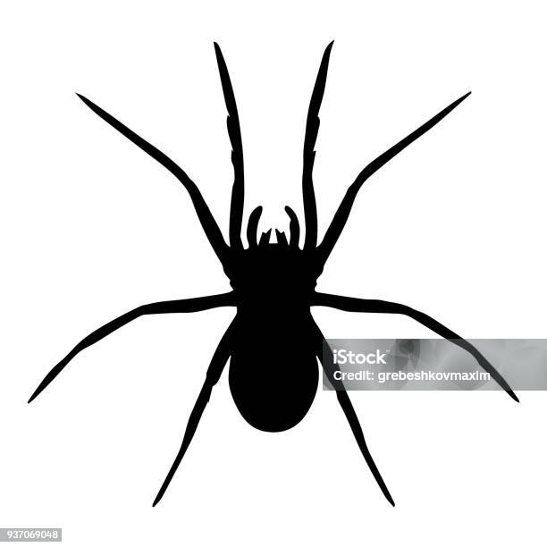 Spider Vector Isolated Stock Illustration - Download Image Now - Spider, Icon Symbol, Vector