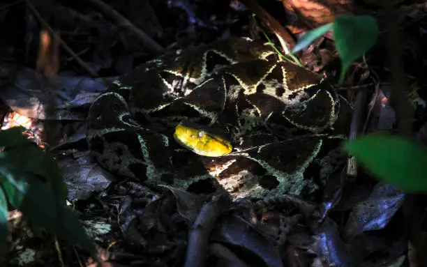 A deadly fer-de-lance (Bothrops asper) waits patiently in the shade on the dark jungle floor in Belize.
