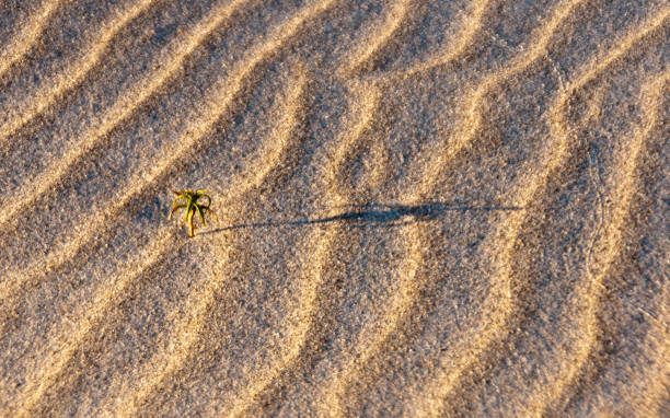 Wind-blown Sand Ripples III A sustained January on-shore wind created this texture.  The image has accents of a solitary plant and faint animal track. michael stephen wills texture stock pictures, royalty-free photos & images