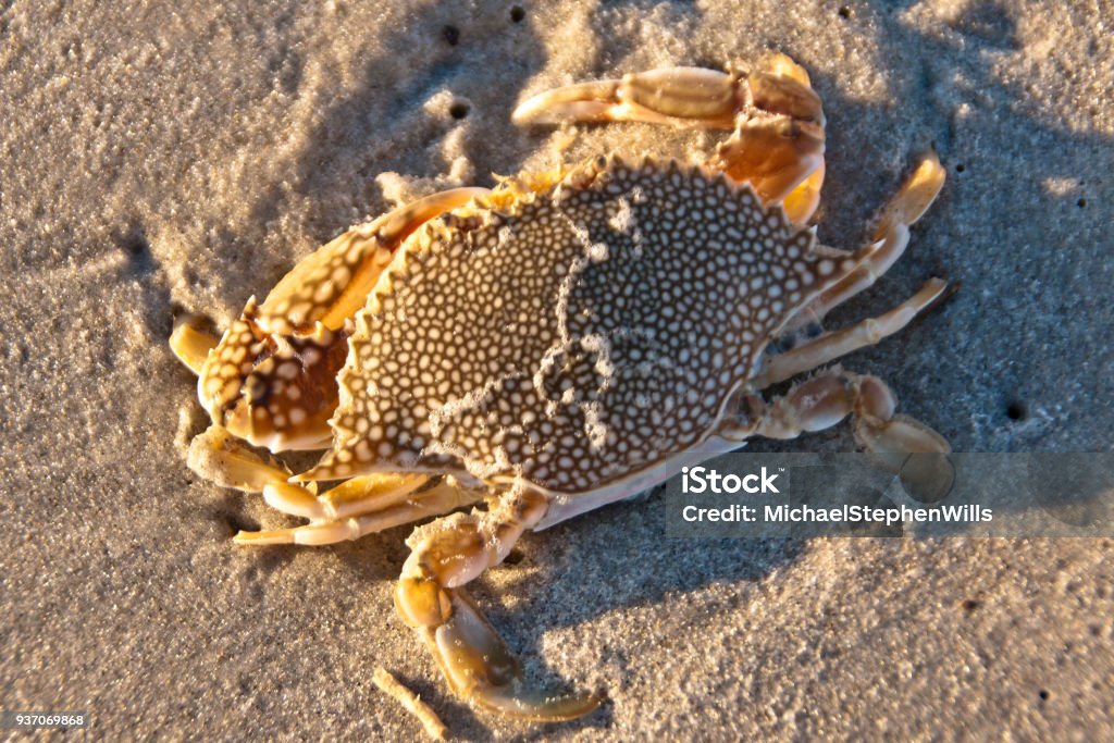 Speckled Swimming Cram, dead An expired Speckled Swimming Crab washed up by the surf onto Cocoa Beach one January morning 2018 photographed shortly after dawn.  It is a rear view of the speckled body, called cephalothorax, with walking legs extended from the rear.    Scientific Name: Arenaeus cribarius. Animal Stock Photo