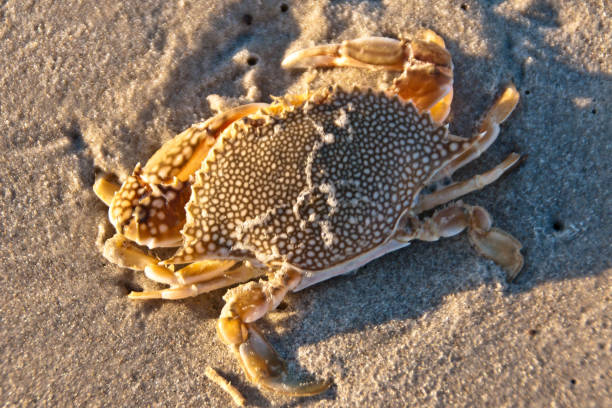 Speckled Swimming Cram, dead An expired Speckled Swimming Crab washed up by the surf onto Cocoa Beach one January morning 2018 photographed shortly after dawn.  It is a rear view of the speckled body, called cephalothorax, with walking legs extended from the rear.    Scientific Name: Arenaeus cribarius. michael stephen wills texture stock pictures, royalty-free photos & images