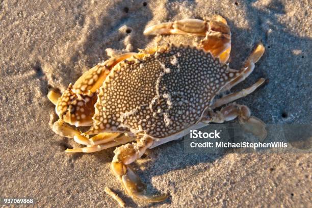 Speckled Swimming Cram Dead Stock Photo - Download Image Now - Animal, Animal Antenna, Animal Body Part