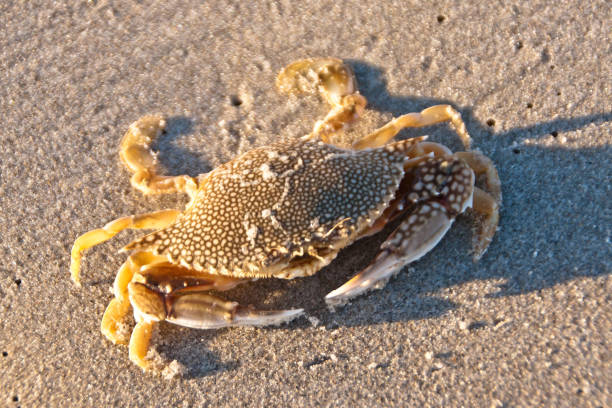Speckled Swimming Cram, dead An expired (freshly dead) Speckled Swimming Crab washed up by the surf onto Cocoa Beach one January morning 2018 photographed shortly after dawn.  The view is frontal including eye stalks and antennae above the mouth.  The main body, called cephalothorax, is speckled.  The mount is the large opening in the center of the leading edge of cephalothorax.  To the right and left are the arms with pincers.  Scientific Name: Arenaeus cribarius. michael stephen wills texture stock pictures, royalty-free photos & images
