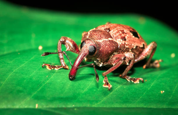 weevil up close in belize - central america flash imagens e fotografias de stock