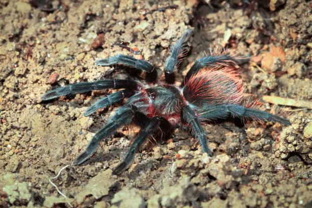 Photo of Mexican Red-rump Tarantula on the Forest Floor in Belize