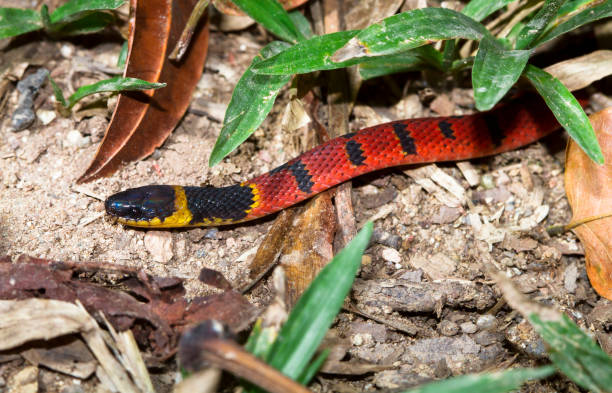 redback coffee snake sul pavimento della foresta in belize - central america flash foto e immagini stock