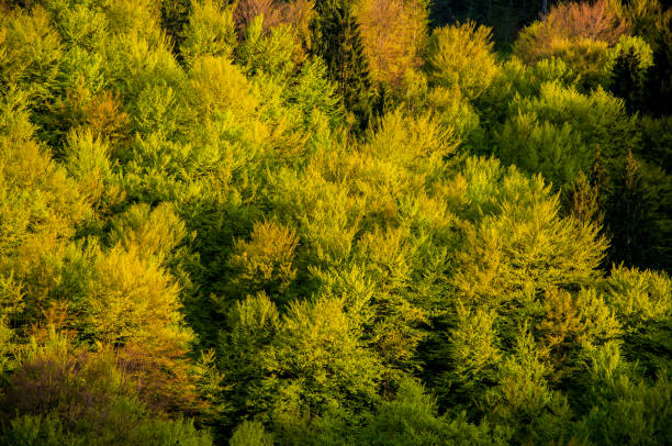 istock Beautiful view on the green forest 937072802