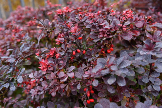 Snowberry berberis thunbergiiSnowberry barberry family photos stock pictures, royalty-free photos & images