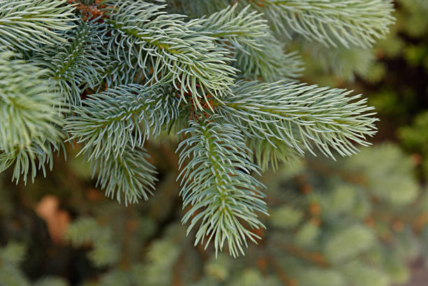 istock Branch of spruce. Christmas tree. Fir. 937072812