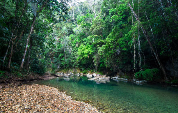 istock Dense Jungle Surrounds the Bladen River in Belize 937073008