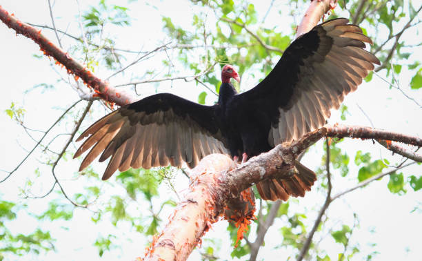 istock Turkey Vulture in a Tree Spreading Its Wings in Belize 937073068