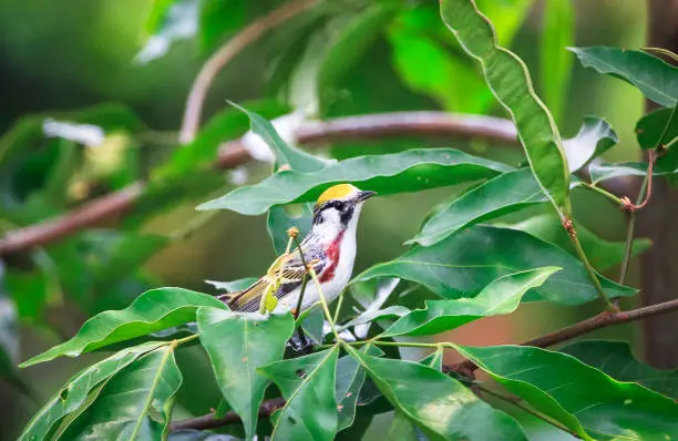 Photo of Male Chestnut-sided Warbler in Belize